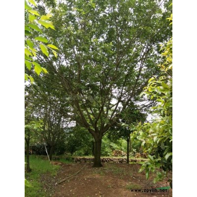 紅楓*新價格/紅楓報價