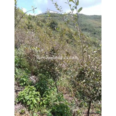 浙江紹興紅楓價格優惠/浙江紅楓規格*