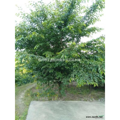 浙江紹興染井吉野早櫻批發(fā)/供應(yīng)