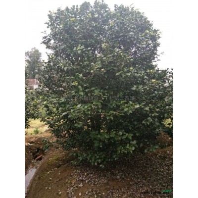 浙江紅梅大量供應/紅梅*新供應