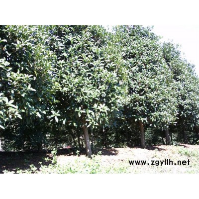 紅白玉蘭供應/紅白玉蘭圖片