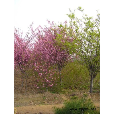 垂絲海棠行情報價\垂絲海棠圖片展示