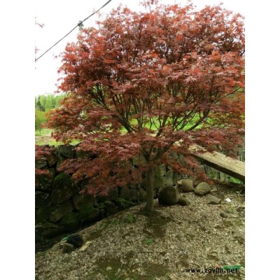 浙江8-16公分紅楓介紹