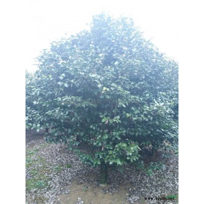 碧桃*新價格/碧桃報價