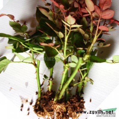 2016年花海景觀效果*佳品種：歐亞藍香芥花苗，不怕冷3月底有花苞有香味