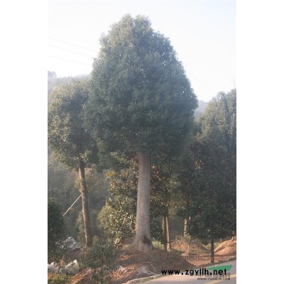 金華紅葉石楠介紹 金華紅葉石楠價格/批發