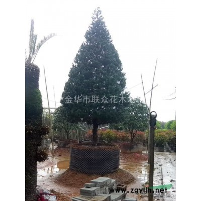 2019年金華紅葉石楠價(jià)格/基地