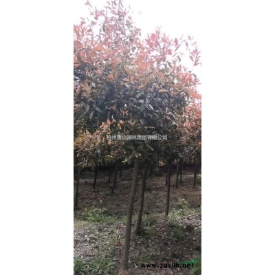 香樟精品苗，大香樟，香樟工程苗，香樟價格，香樟小苗