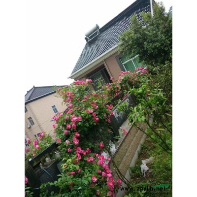 大小規格豐花月季 藤本月季基地 大花月季