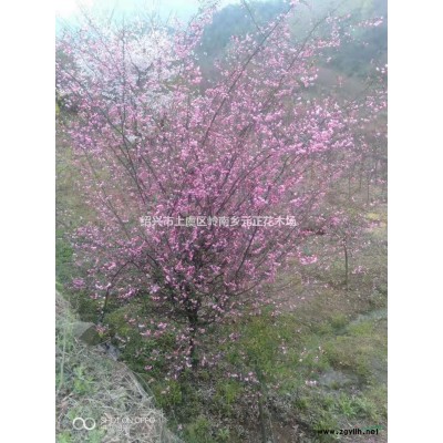 浙江浙江紹興五針松介紹/特征/用途