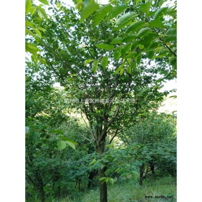 浙江紹興雞爪槭圖片/浙江紹興雞爪槭報(bào)價(jià)