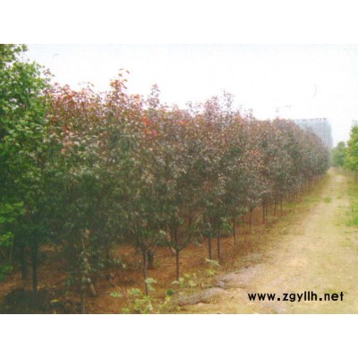 浙江各種規格櫻花