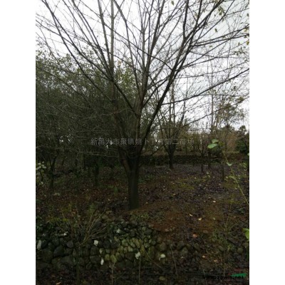 浙江紅梅精品/精品紅梅圖片