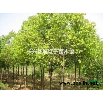 紅梅供應行情報價\紅梅供應圖片展示