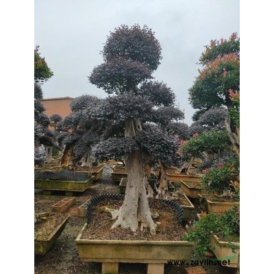 金華造型樹(shù)技術(shù) 金華造型樹(shù)基地/批發(fā)