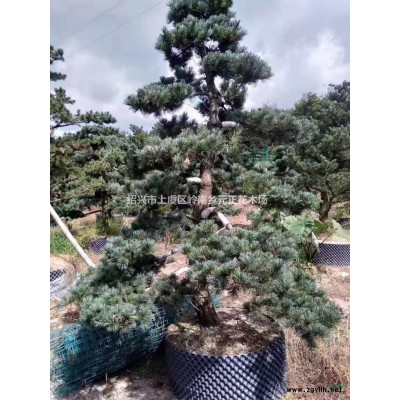 浙江紹興15公分染井吉野早櫻價格優惠