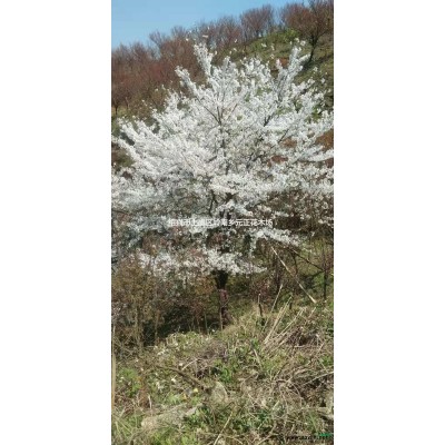 浙江紹興晚櫻價格優惠/晚櫻規格*