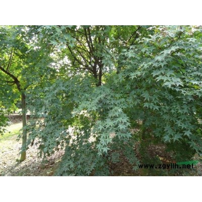 櫻花供應/櫻花圖片