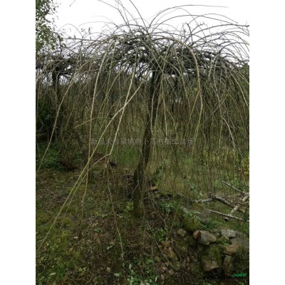 紅白玉蘭大量供應/紅白玉蘭*新價格