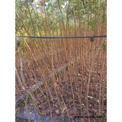 大小規(guī)格小葉黃桂花基地