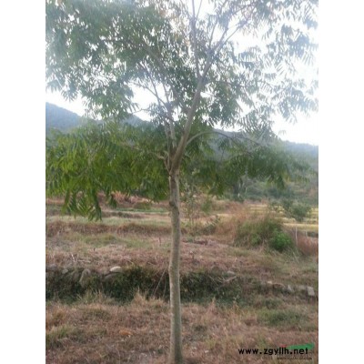 浙江供應(yīng)石楠柱規(guī)格*