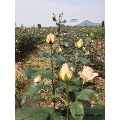 法國薰衣草小苗報價/浙江法國薰衣草小苗報價