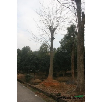 金華容器苗 金華容器苗價(jià)格/批發(fā)