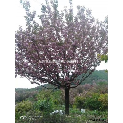 浙江上虞晚櫻行情報(bào)價(jià)/浙江上虞晚櫻圖片展示