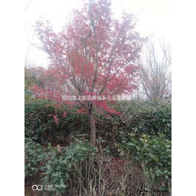 大小規(guī)格浙江紹興雞爪槭基地