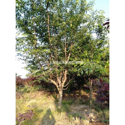 優質特價浙江紹興垂絲海棠產地直銷