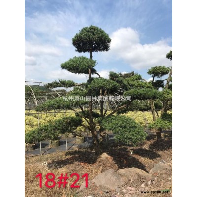 基地大量供應香樟規格*產地直銷，香樟樹，香樟綠化苗