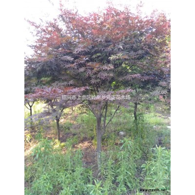 浙江紹興紅楓行情報價/浙江紹興紅楓圖片展示