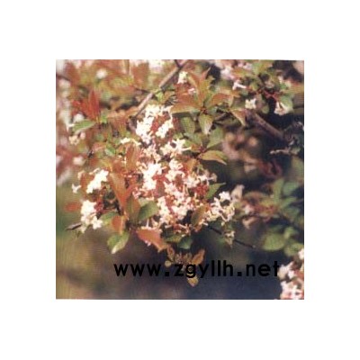 浙江羽毛楓精品介紹