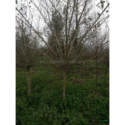 櫻花*新價格/櫻花報價