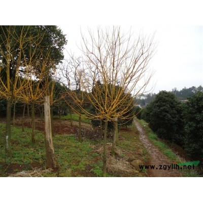 櫻花圖片\櫻花報價