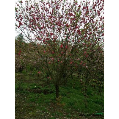 大量垂枝梅供應/垂枝梅照片