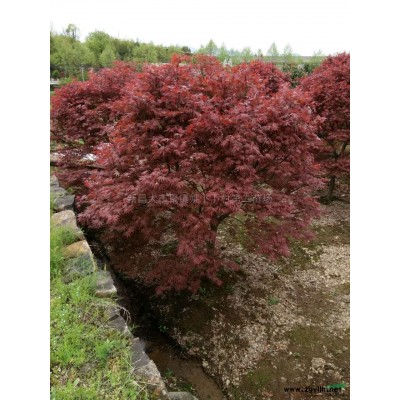 浙江茶花精品/茶花樹