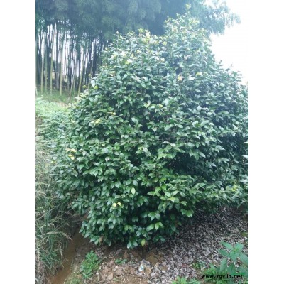 浙江精品紅楓/紅楓基地