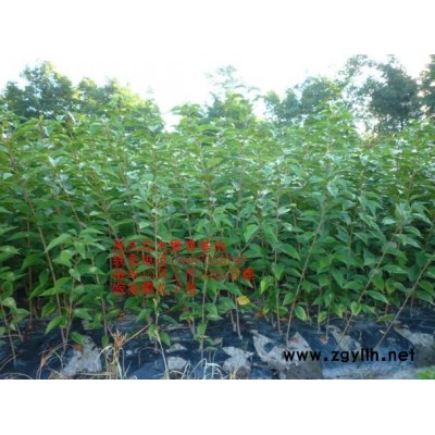 2018年浙江紫葉碧桃新報(bào)價(jià)