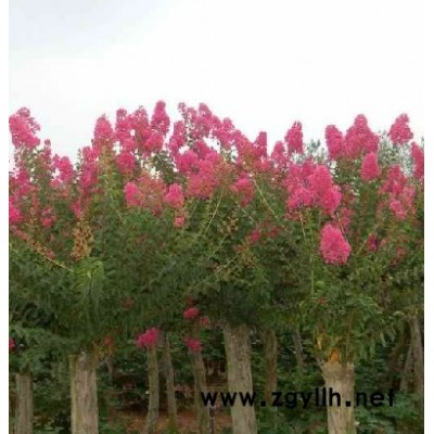 浙江日本紅楓3介紹/特征/用途