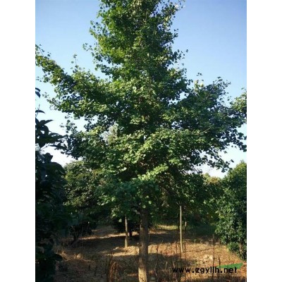 烏桕，無患子，銀杏供應/烏桕，無患子，銀杏圖片