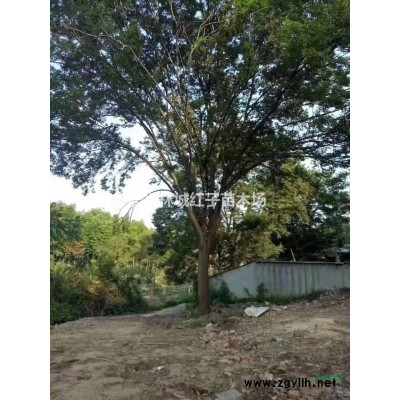 浙江石楠供應*新報價/石楠供應圖片