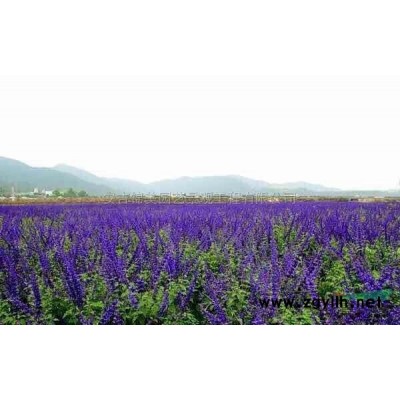 法國薰衣草小苗2供應/法國薰衣草小苗2圖片