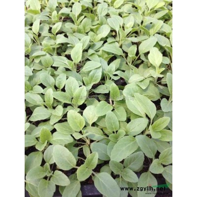 浙江法國薰衣草花信息