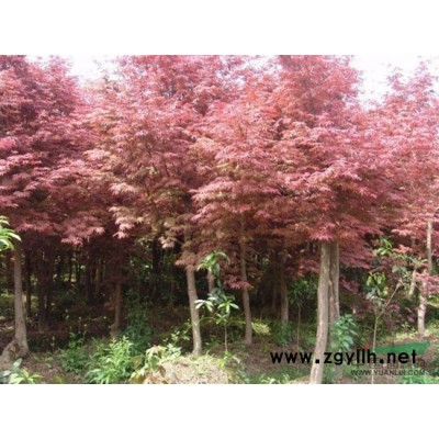 西府海棠供應/西府海棠圖片