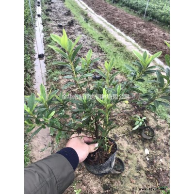 什么是色塊苗 金華色塊苗價(jià)格/批發(fā)
