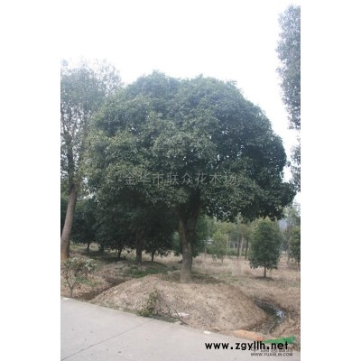浙江供應(yīng)優(yōu)質(zhì)特價(jià)羅漢松/金華造型羅漢松產(chǎn)地直銷(xiāo)/造型羅漢松無(wú)中介 規(guī)格*