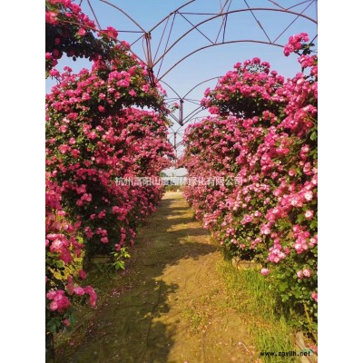 優質特價意大利絡石滕產地直銷