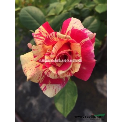 大小規格新品紅花歐石竹 浙江新品紅花歐石竹 杭州歐石竹基地