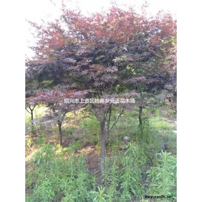 2019年浙江紹興五針松新報價